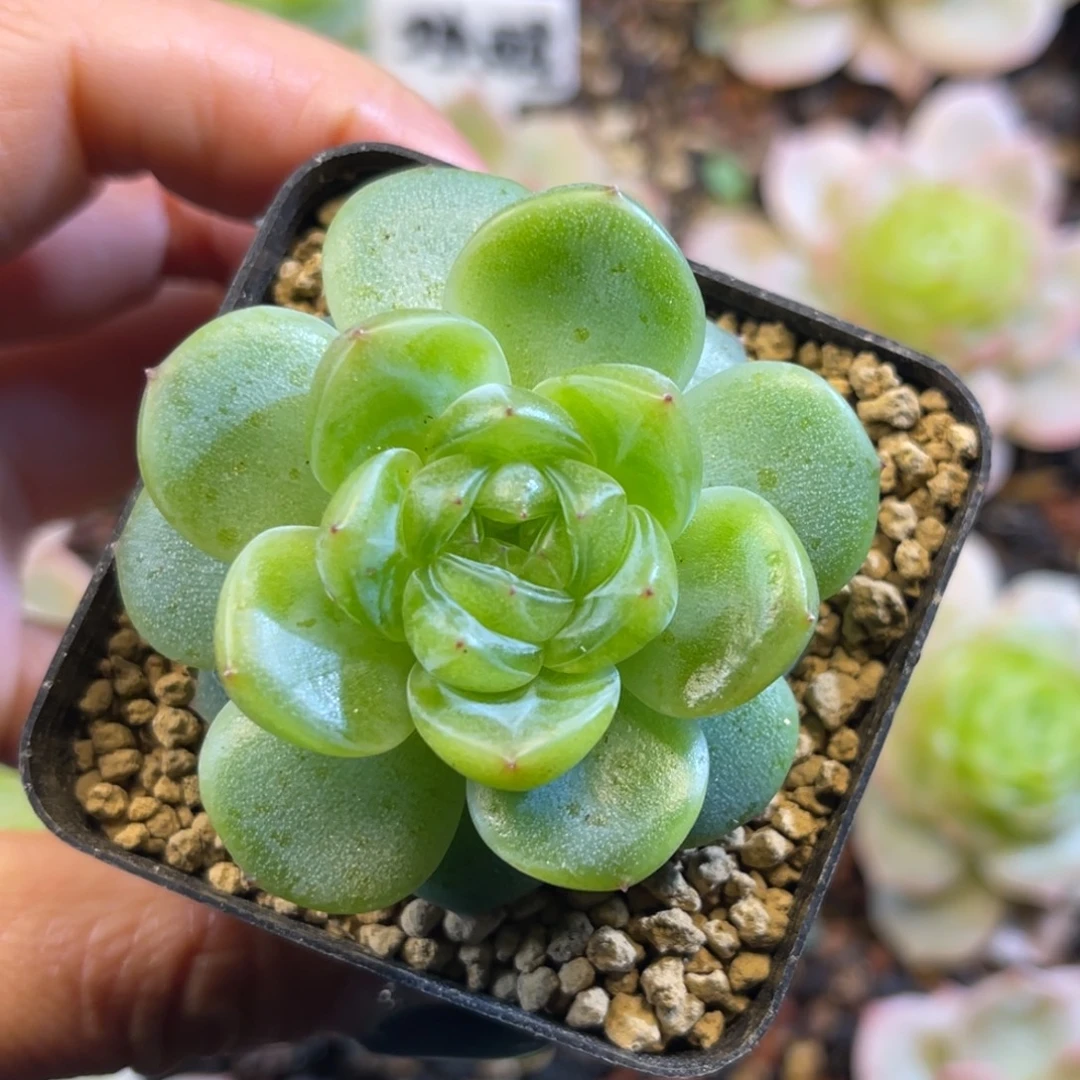 绿琉璃 单头 多肉植物