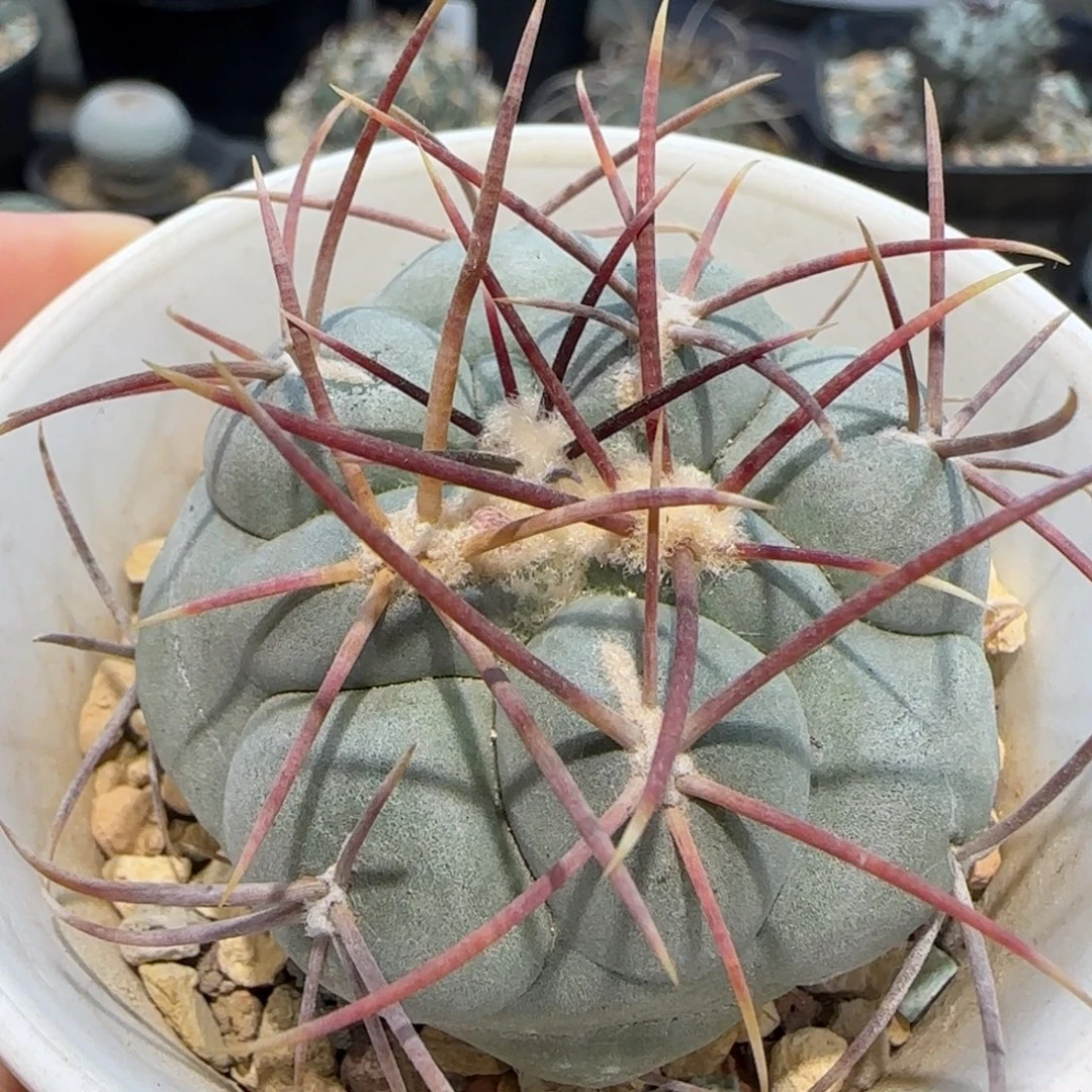 06实生太刺绯冠龙多肉4.9