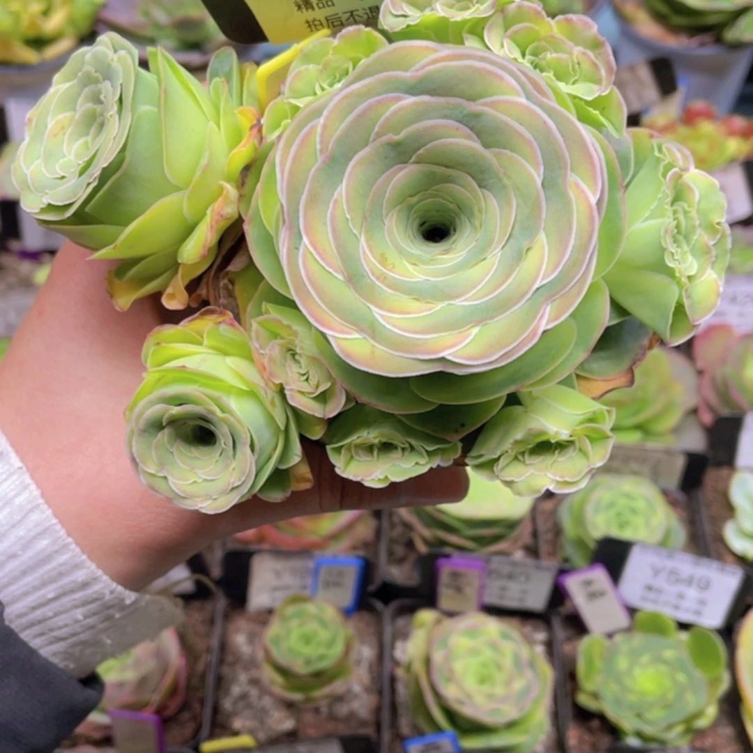 ?*金缇多肉012一物一拍