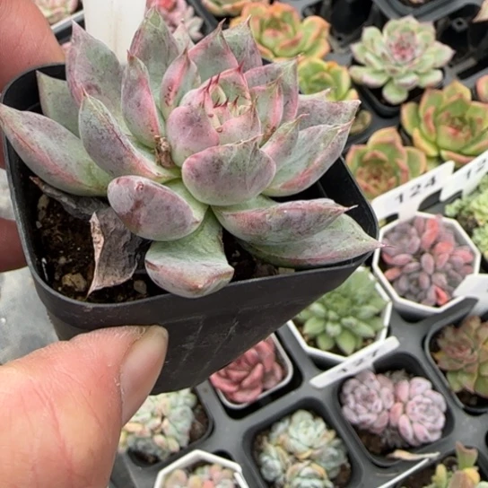 117粉色特斯拉多肉