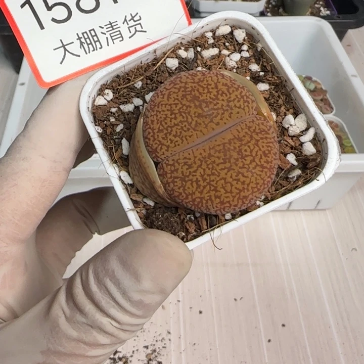 1581 大棚清仓大捡漏