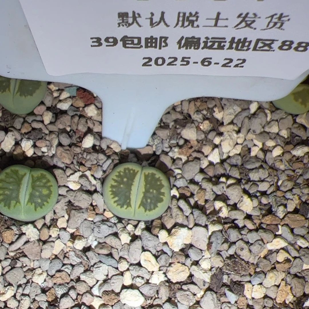 宿***10601号 绿菊多肉植物