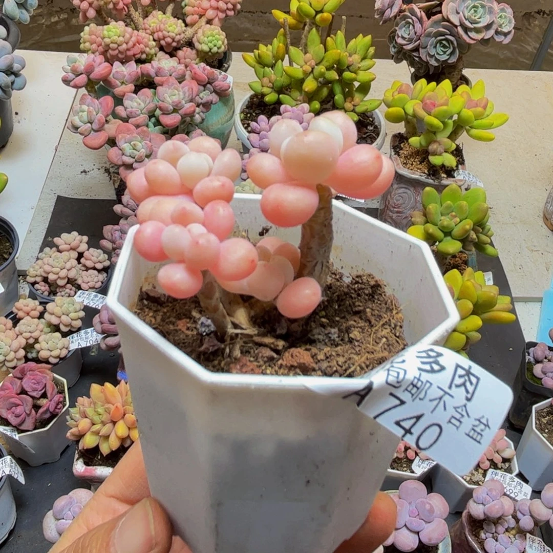 740鱼子酱5cm多肉