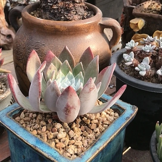 苹果雪山仙女棒杯