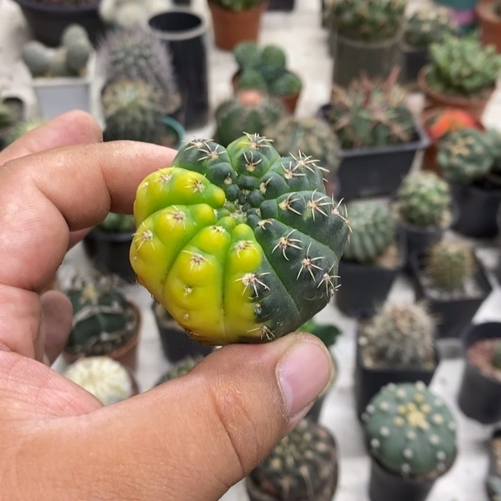 鸡***菇实生瑞昌玉锦裸根特价