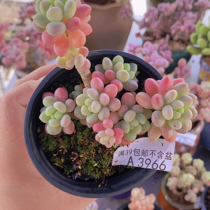鱼子酱6cm3966多肉植物