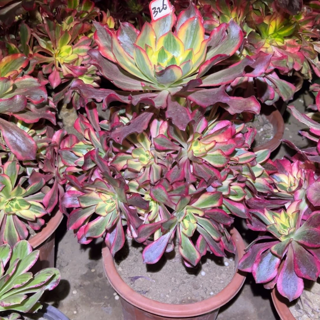 326多肉植物魅影法师