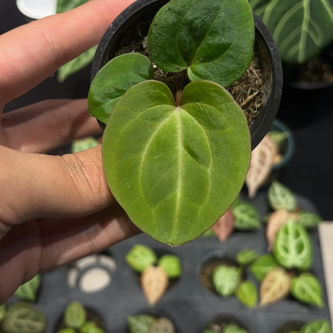 不开花植物kos黑桃王牌