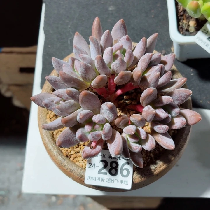 黑加仑无盆土发货无盆土发货无