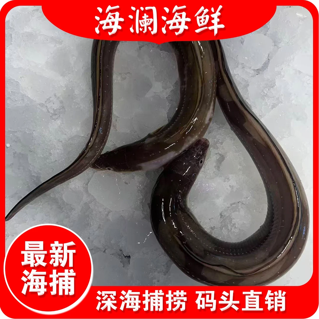 大连野生七星鳗 油鳗 鳝鱼中大号（顺丰干冰冷冻发货介意勿拍）