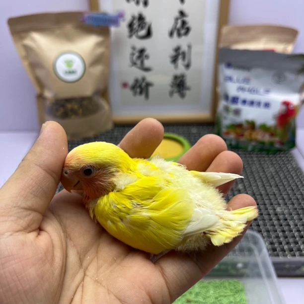 鹦鹉-黄桃公H83507