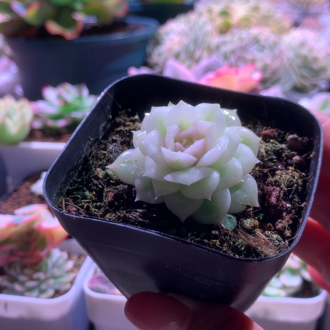 我***缘圆叶昂斯诺宽覆轮锦有根