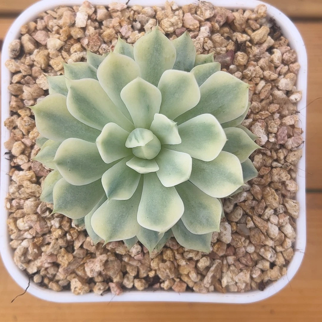风声锦 婕宝一物一拍