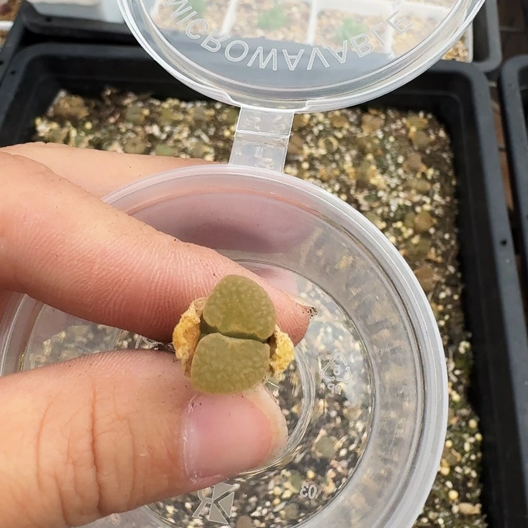 无花朵多肉植物140