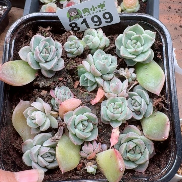 多肉植物多肉植物