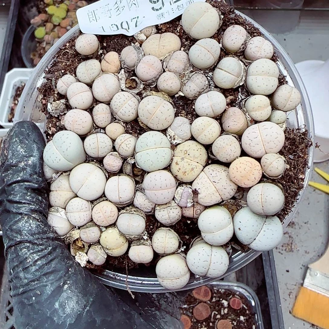 生石花满18包邮1007-92