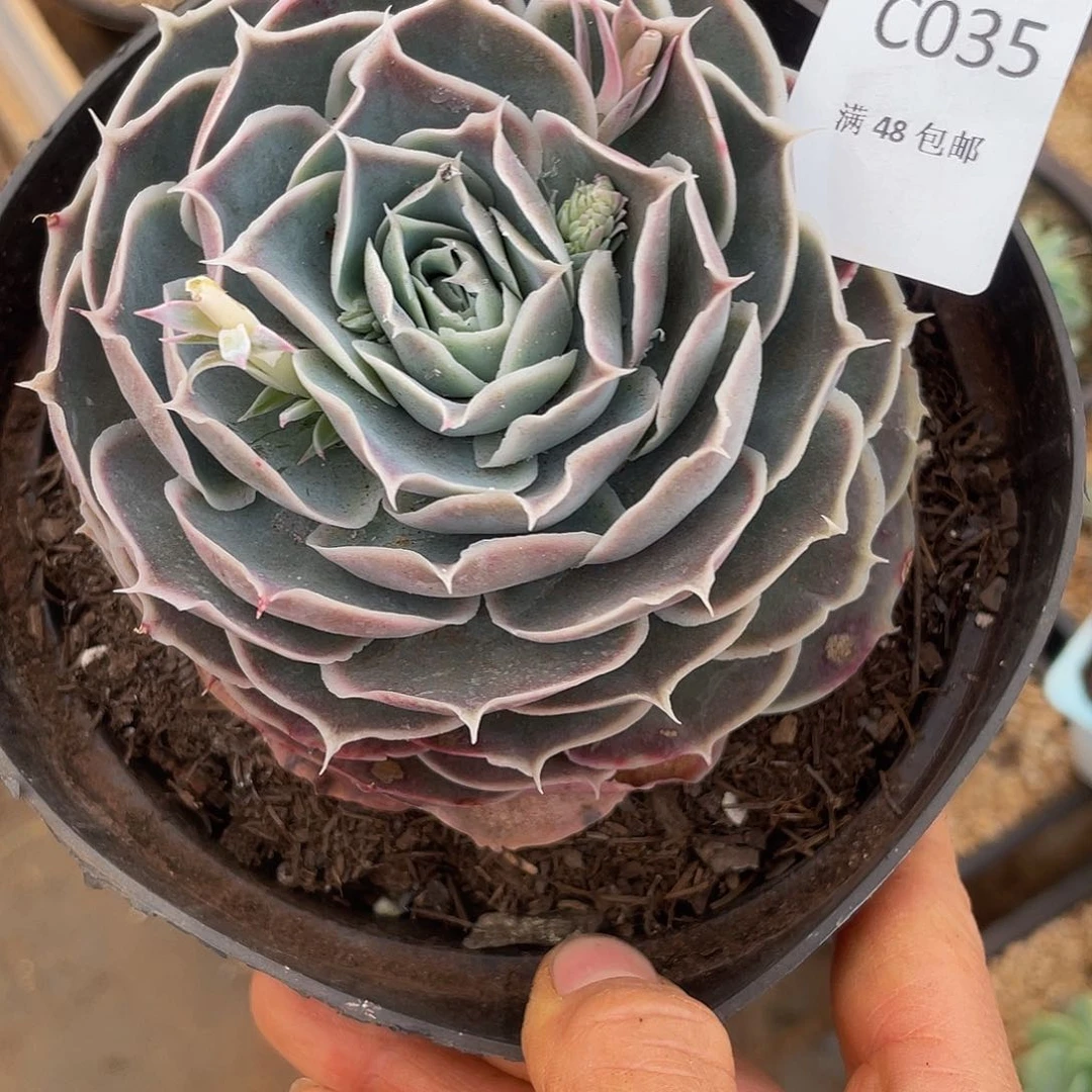 蓝丝绒035 8 多肉多肉多肉