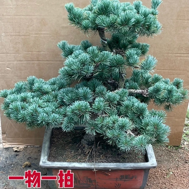 五针松盆景大板松盆景一物一拍松树