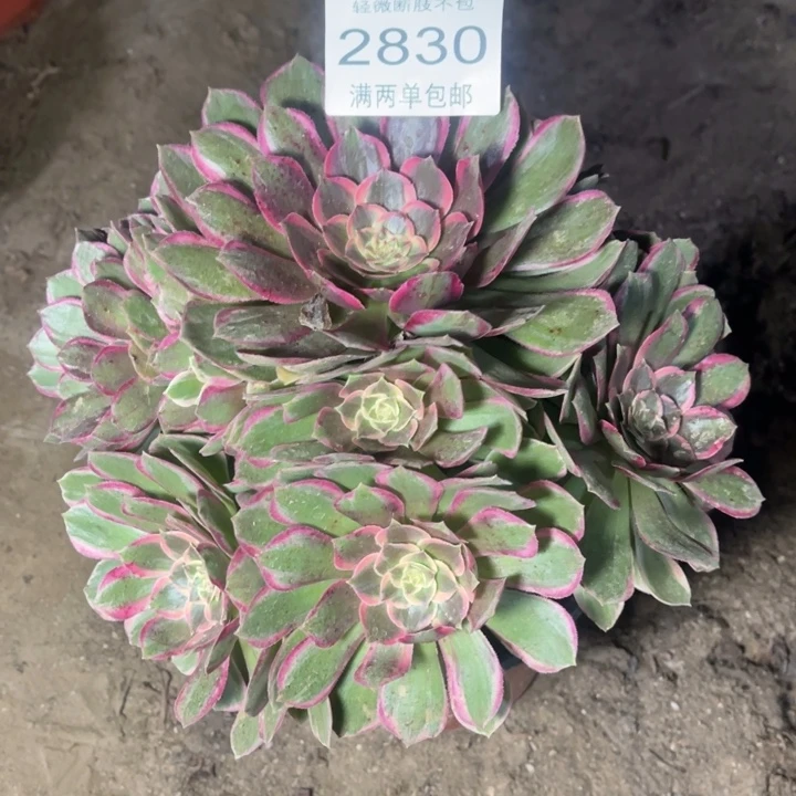 2830粉花妖的的多肉的