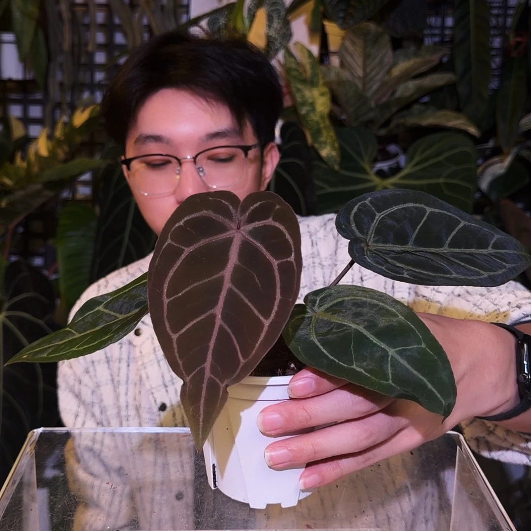 完全开放J49 紫水晶籽播