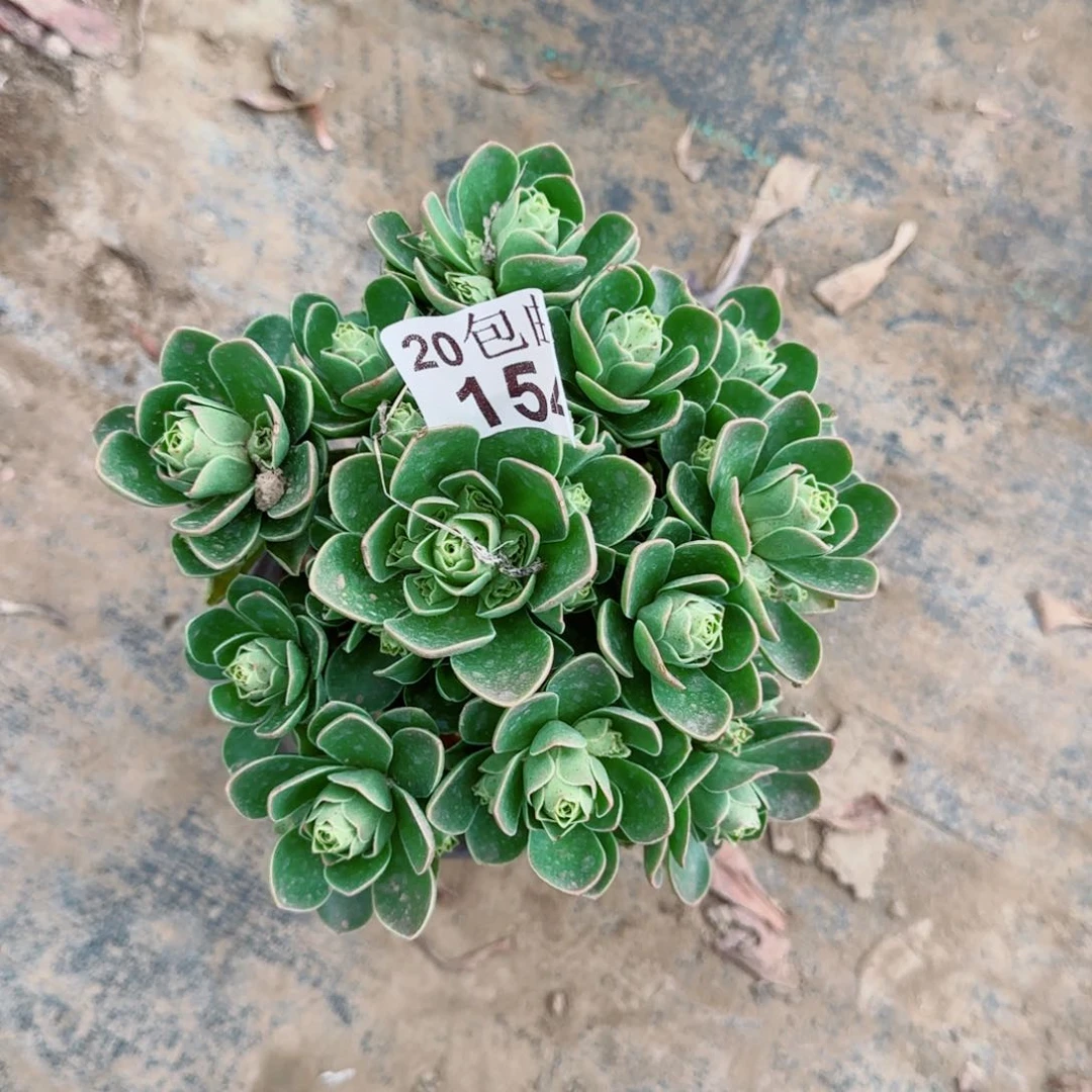 树玫瑰多肉154满20包邮断枝不包