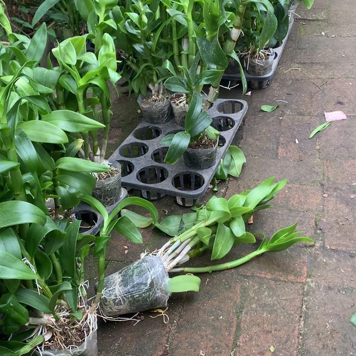 完全开放老桩胭脂5苗以上