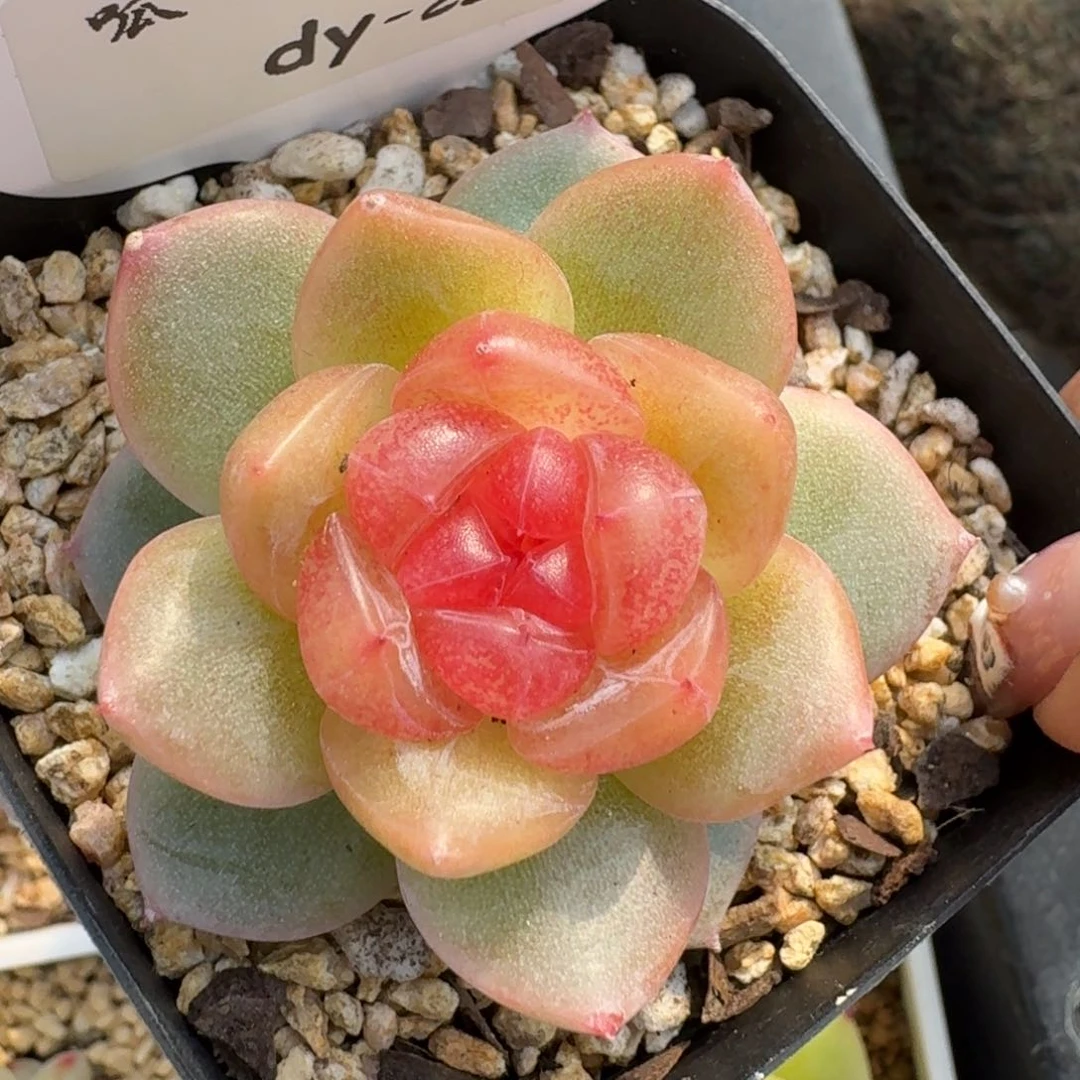 0131-023-追月单头