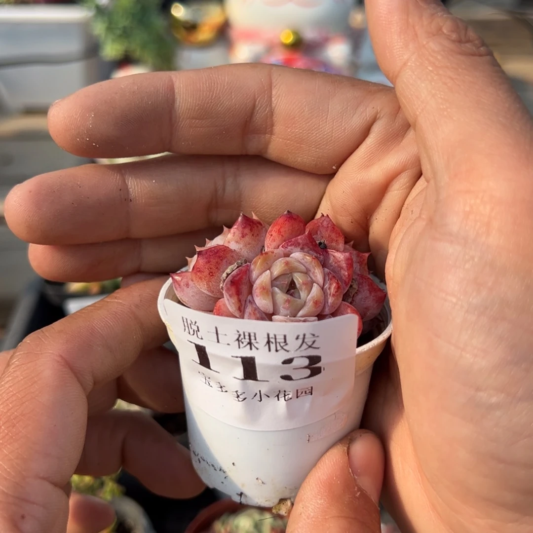 冰魄群多肉满28包邮脱土发