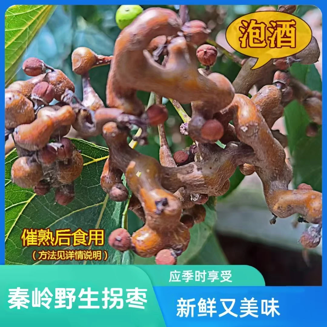 秦岭现摘新鲜拐枣鸡爪梨野生应季水果泡酒生吃万寿果京东顺丰包邮