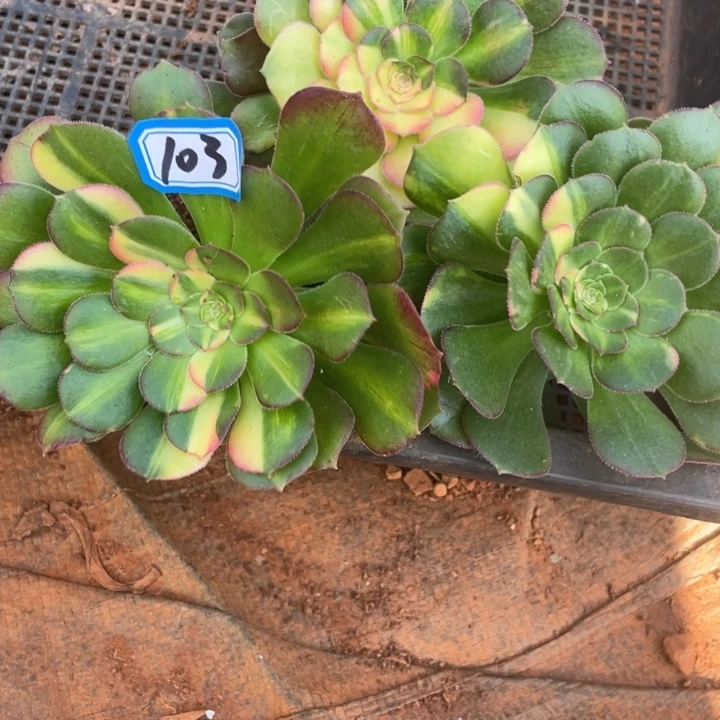 木103韶秀七彩带土发货三个