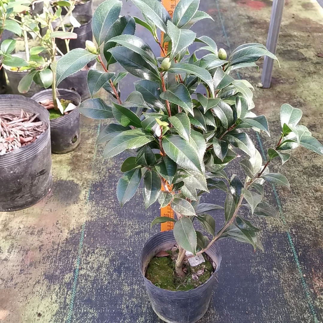 大量花朵（建议范围：8朵-15朵 或40%以上）花迪斯