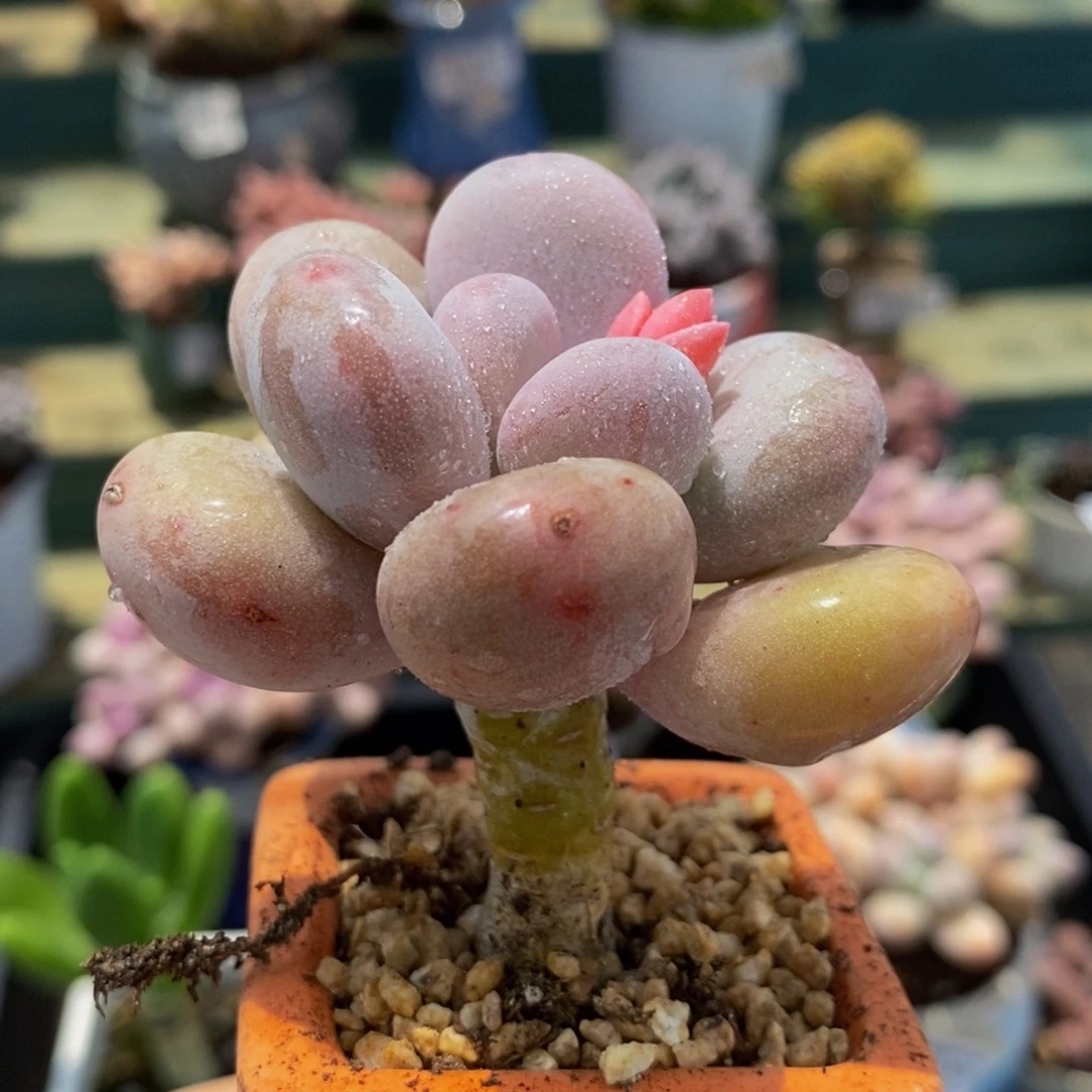 977 黄金鸡蛋蛋黄奶5 厘米