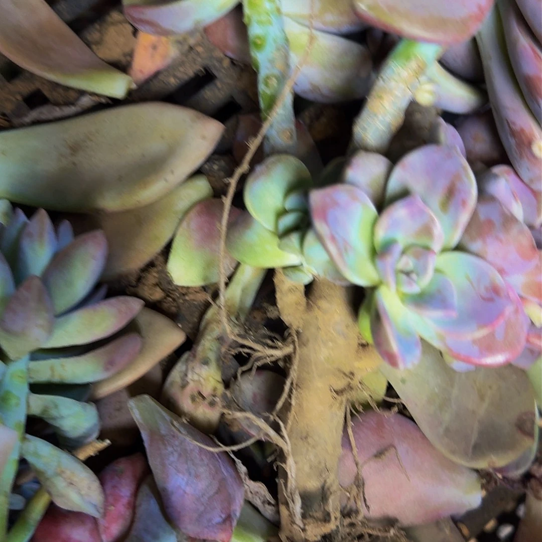 多肉断枝 不包损不售后