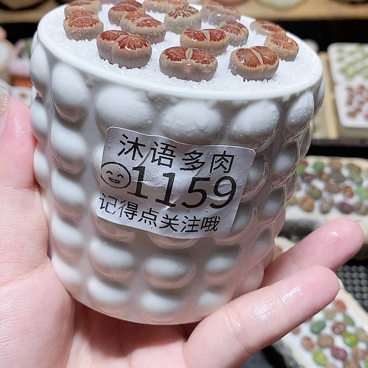 精美盆栽 好看又可爱 1159