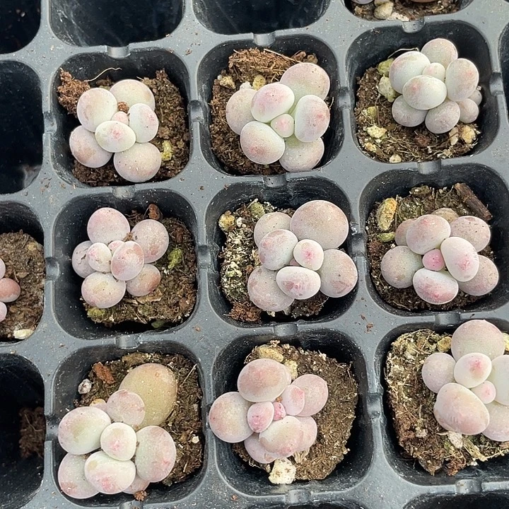 彩虹奶发3颗随机满18