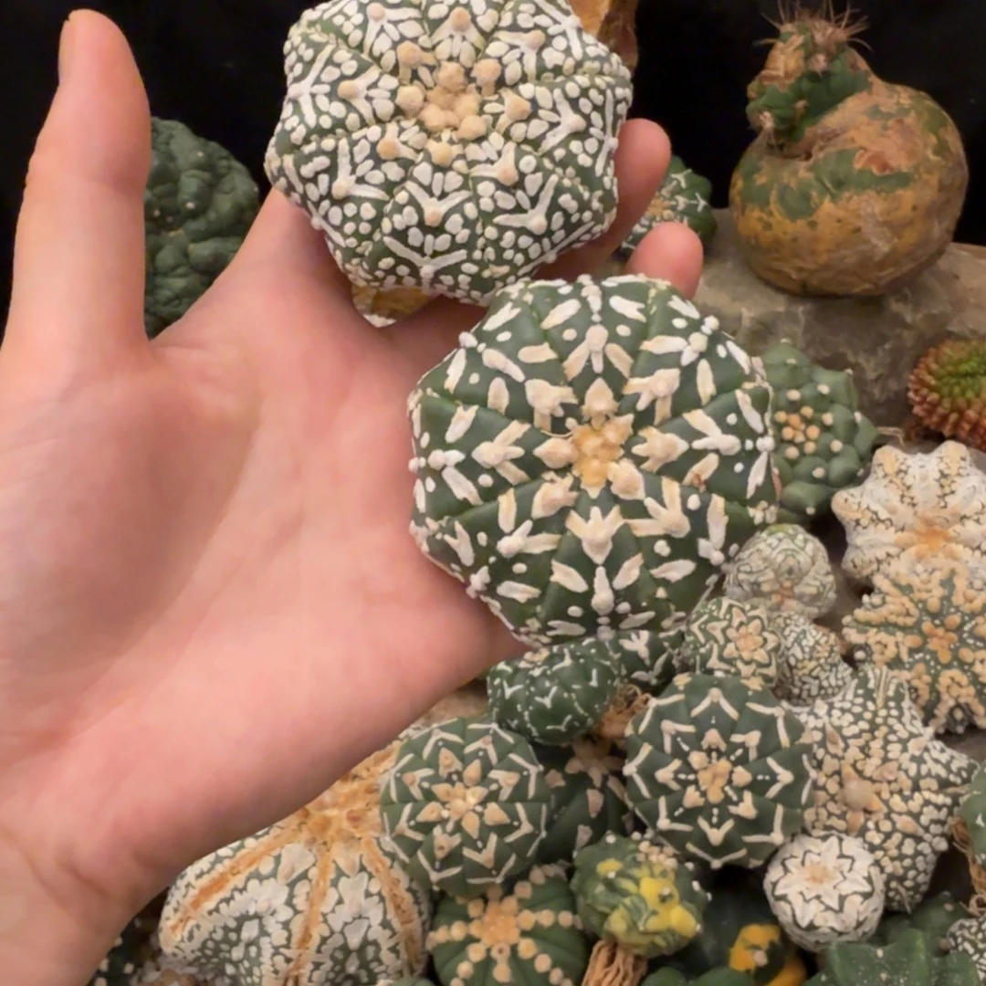 小***鱼兜2棵哈哈哈哈哈哈哈