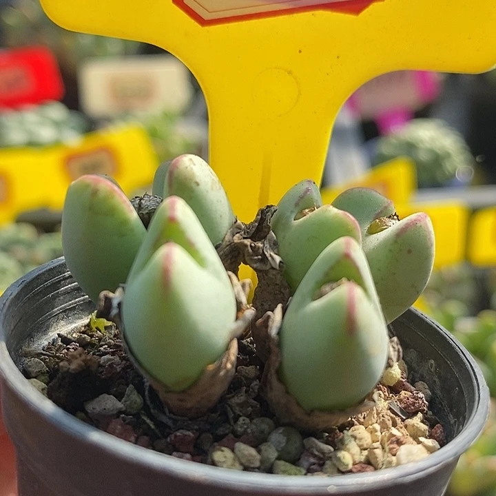 今天下午就回来的呀7030