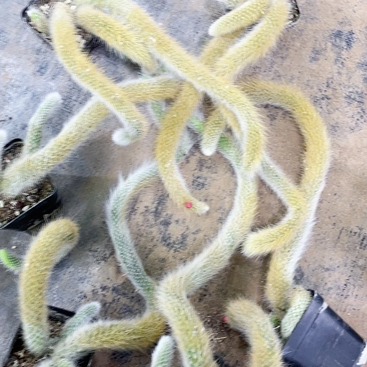 九尾狐小可爱6棵个别带花