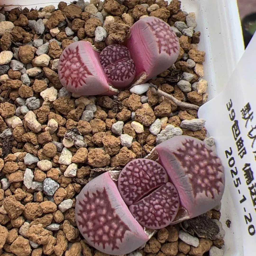 0743号 菊X紫李多肉植物