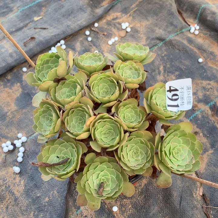 491沙拉碗绣球1号棚