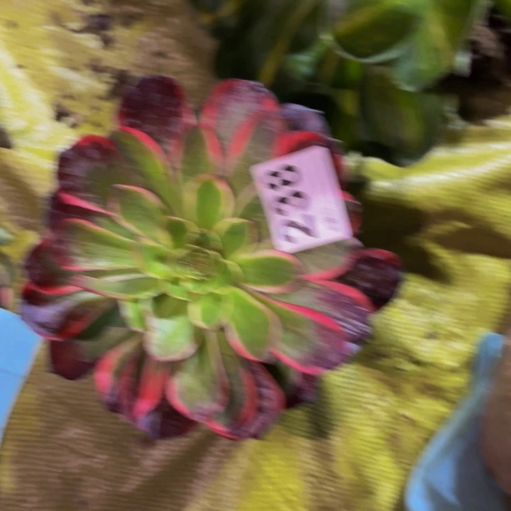 238桃花坞多肉植物不售后