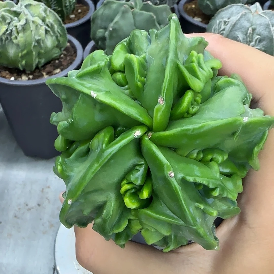 实生核桃鸾凤玉033