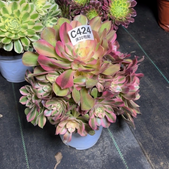 敏*辉瑞妈一物一拍424