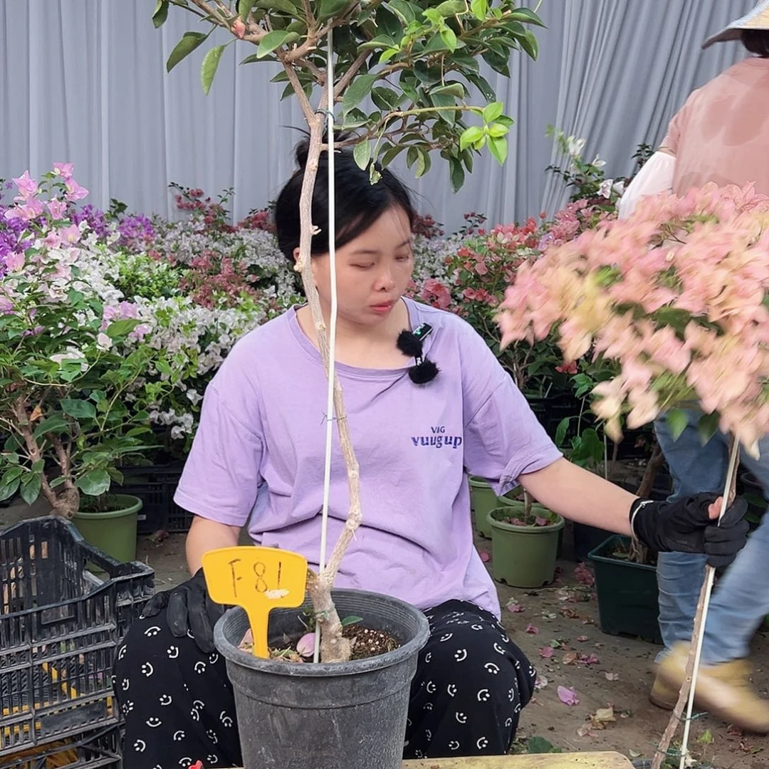 龙***龙完全开放F81卡亚塔