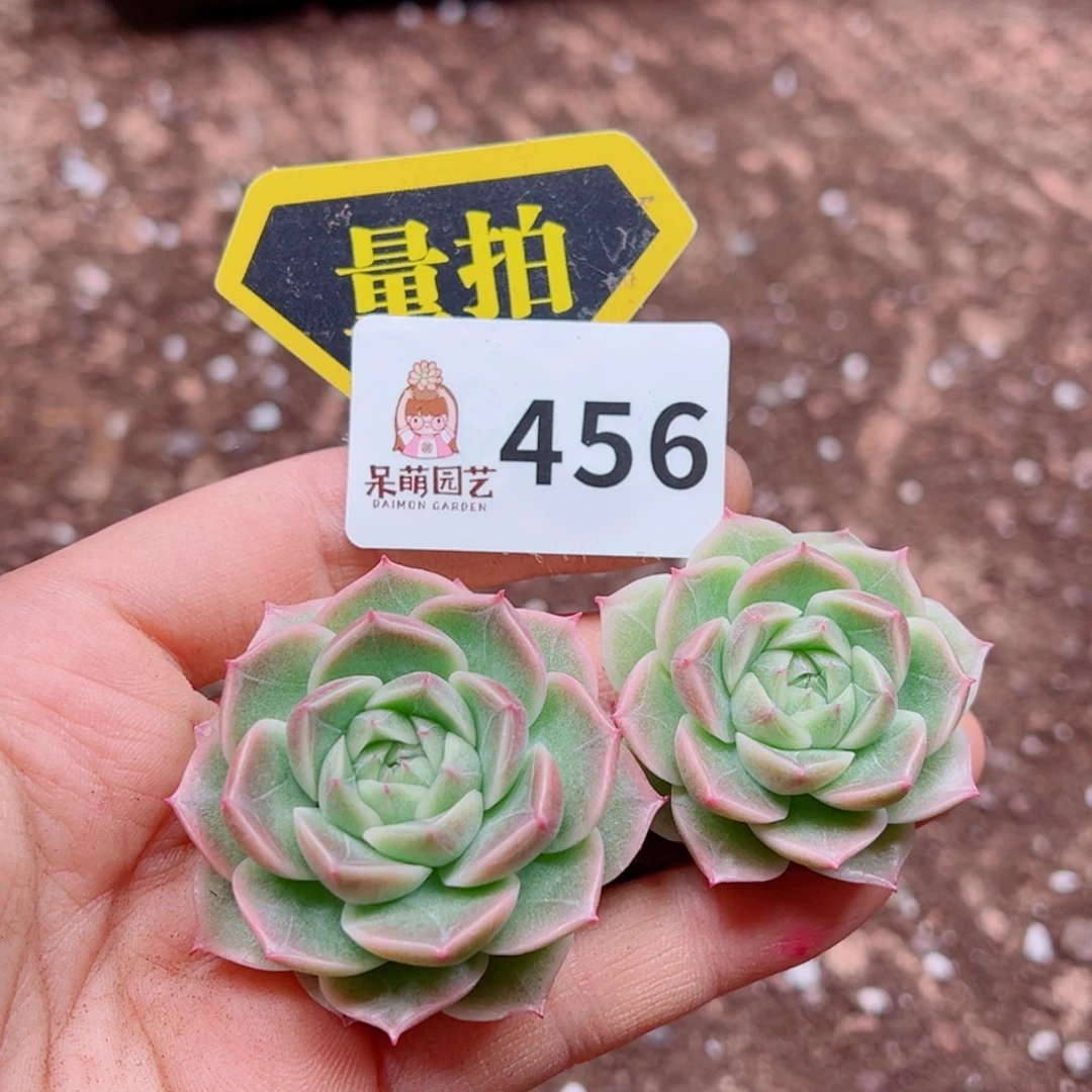 当前无花朵，栽培后可花朵