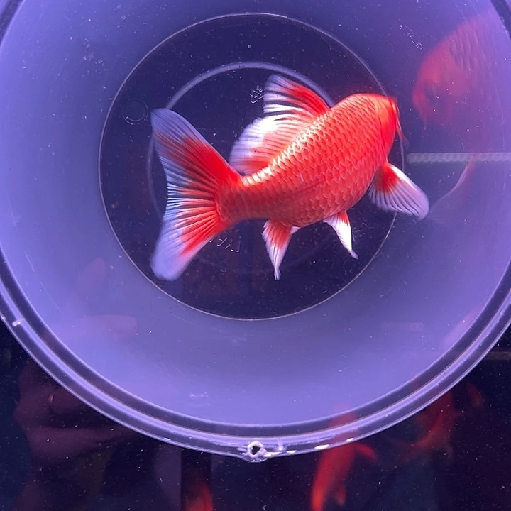 精品蝴蝶鲤鱼普身
