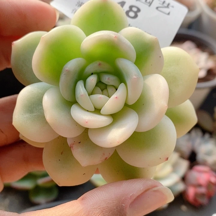 448星影锦叶心宽腹轮多肉植物