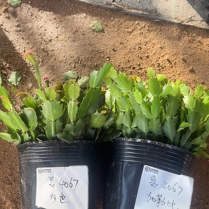 当前无花栽培后可以开花