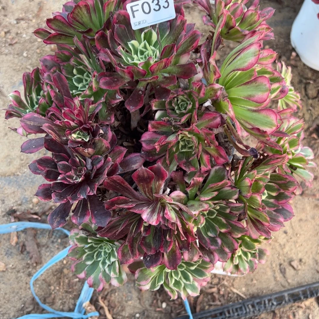 033同花顺多肉植物法师