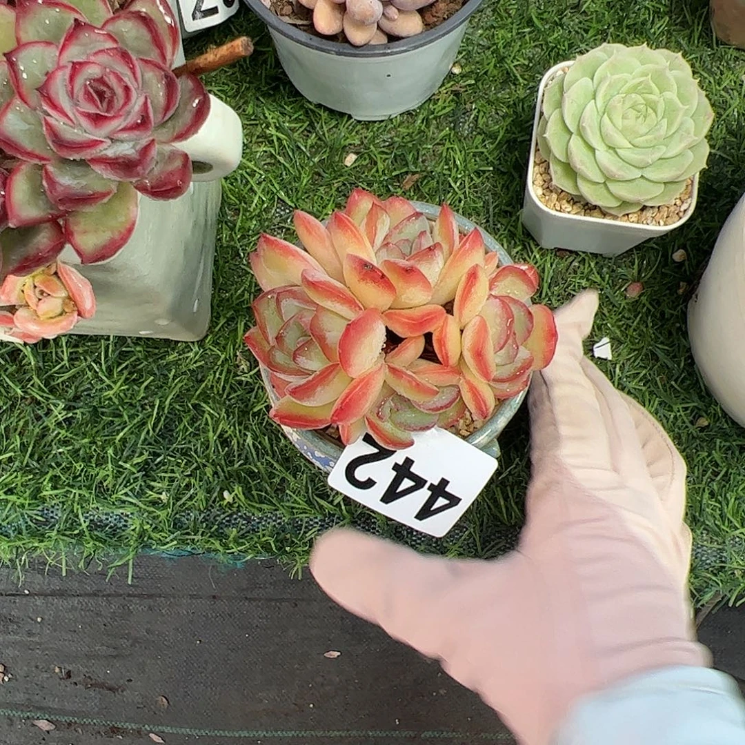友***子442 多肉植物组合盆栽